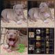 American Bully Puppies for sale in Bushnell, FL 33513, USA. price: $2,500