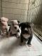 American Bully Puppies for sale in San Antonio, TX 78253, USA. price: $600