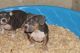 American Bully Puppies for sale in Spartanburg, SC, USA. price: $600
