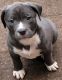 American Bully Puppies for sale in Southfield, MI, USA. price: $400