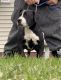 American Bully Puppies for sale in Iowa City, IA, USA. price: NA