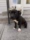 American Bully Puppies for sale in Manteca, CA, USA. price: $800