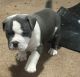 American Bully Puppies for sale in Sharpsburg, PA 15215, USA. price: $3,500