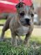 American Bully Puppies for sale in San Diego, CA, USA. price: $3,500
