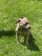 American Bully Puppies for sale in Clarksville, TN, USA. price: $2,500