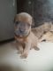 American Bully Puppies for sale in Uttam Nagar, Delhi, 110059, India. price: 15000 INR