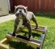 American Bully Puppies for sale in Oakland, CA, USA. price: $3,000