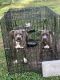 American Bully Puppies for sale in Ooltewah, TN, USA. price: $500