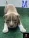 American Bully Puppies for sale in Washington, DC, USA. price: $1,000