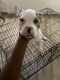 American Bully Puppies for sale in Fort Lauderdale, FL 33312, USA. price: $2,000