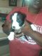 American Bully Puppies for sale in Thomasville, NC 27360, USA. price: $1,200