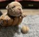 American Bully Puppies for sale in Elyria, OH 44035, USA. price: $4,000