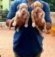 American Bully Puppies for sale in Kolathur, Chennai, Tamil Nadu, India. price: NA