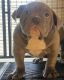 American Bully Puppies for sale in Millville, NJ 08332, USA. price: $2,500