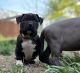 American Bully Puppies for sale in Euclid, OH, USA. price: NA