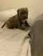 American Bully Puppies for sale in Anthony, NM 88021, USA. price: $2,000
