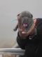 American Bully Puppies for sale in Laurel, MD 20723, USA. price: $2,000