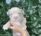 American Bully Puppies for sale in Boston, MA, USA. price: $2,600