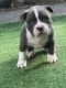 American Bully Puppies for sale in Boston, MA, USA. price: $4,500