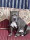 American Bully Puppies for sale in Ambattur, Chennai, Tamil Nadu, India. price: 60000 INR