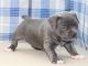 American Bully Puppies for sale in Asheville, NC, USA. price: $600
