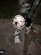 American Bully Puppies for sale in Baton Rouge, LA 70815, USA. price: $500
