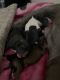 American Bully Puppies for sale in Visalia, CA, USA. price: NA