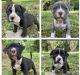 American Bully Puppies for sale in Lexington, SC, USA. price: $100,000