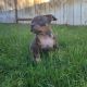 American Bully Puppies for sale in San Diego, CA, USA. price: $3,000