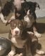 American Bully Puppies for sale in Bunn, NC 27508, USA. price: $1,300