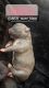 American Bully Puppies for sale in Bay Shore, NY, USA. price: $900