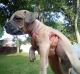 American Bully Puppies for sale in DAYT BCH SH, FL 32118, USA. price: $650