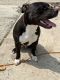 American Bully Puppies for sale in Erial, NJ 08081, USA. price: $1,500