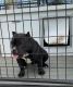 American Bully Puppies for sale in Sheboygan, WI, USA. price: $1,000