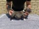 American Bully Puppies for sale in Navarre, FL 32566, USA. price: $1,500