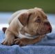 American Bully Puppies for sale in Burlington, NJ 08016, USA. price: $3,000