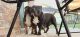 American Bully Puppies for sale in Savannah, GA, USA. price: NA