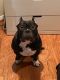 American Bully Puppies for sale in Pasadena, CA, USA. price: $1,200