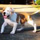 American Bully Puppies for sale in Gadsden, AL, USA. price: $3,500