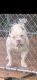 American Bully Puppies for sale in Summit Ave, Greensboro, NC, USA. price: NA