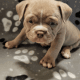 American Bully Puppies for sale in Vacaville, CA, USA. price: NA