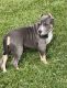 American Bully Puppies for sale in Paris, KY 40361, USA. price: $2,500