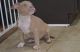 American Bully Puppies for sale in Jacksonville, NC, USA. price: $2,500