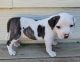 American Bully Puppies for sale in Marshfield, MO 65706, USA. price: NA