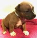 American Bully Puppies for sale in Missouri City, TX, USA. price: $900
