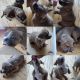 American Bully Puppies for sale in Gettysburg, PA 17325, USA. price: $700