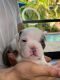 American Bully Puppies for sale in Kendall, FL, USA. price: NA