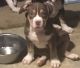American Bully Puppies for sale in Louisburg, NC 27549, USA. price: $1,300