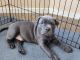 American Bully Puppies for sale in Corcoran, CA 93212, USA. price: $750