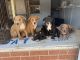 American Bully Puppies for sale in Seneca, SC, USA. price: $1,500